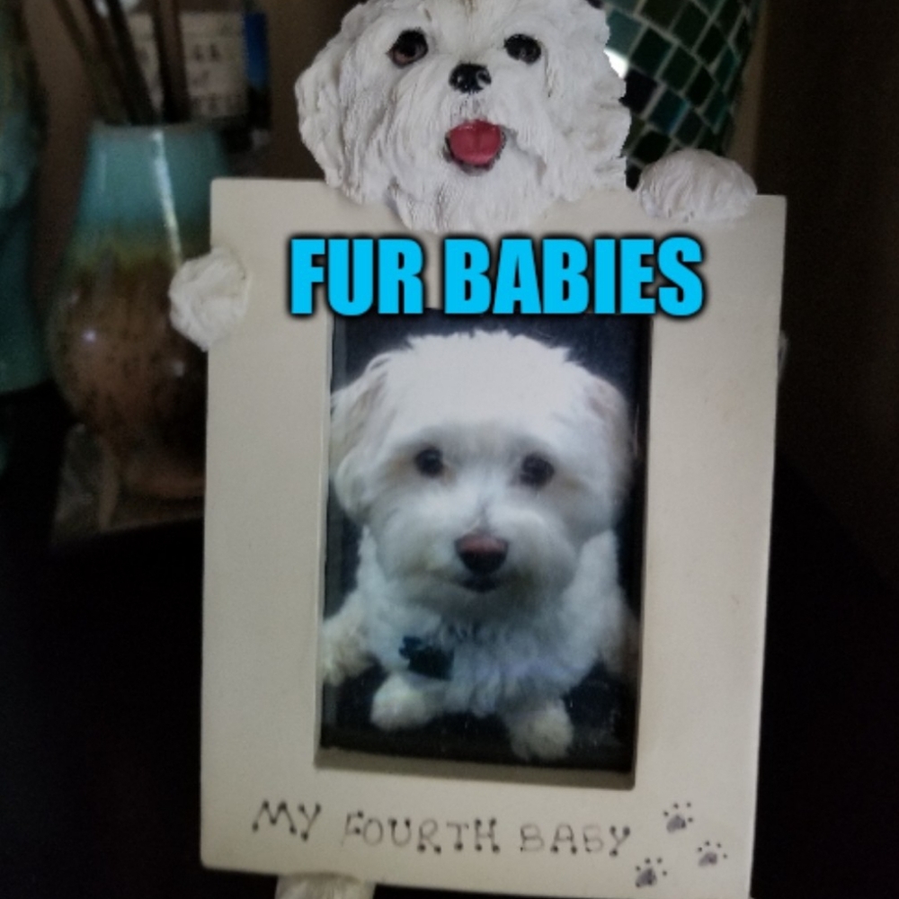 🐩🐶FUR BABIES🐱🐈